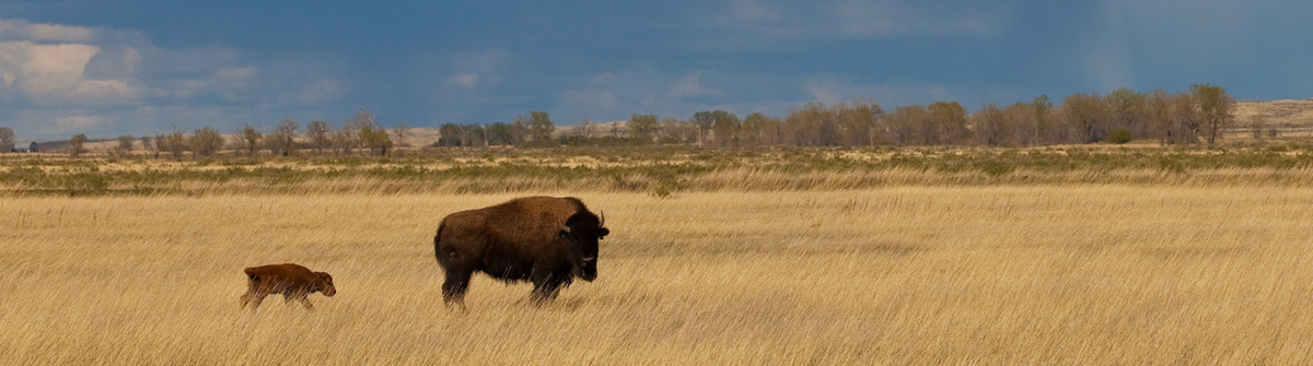The Buffalo Low Down